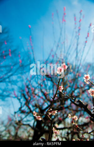 Ume flower in Kyoto, Japan. Japan is a country located in the East Asia. Stock Photo