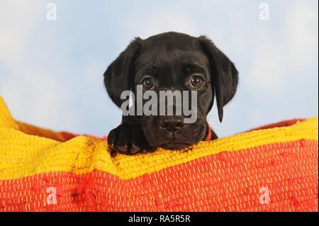 Labrador retriever, black, puppy 7 weeks, sits in orange-yellow basket, animal portrait, Austria