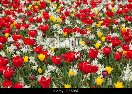 Spring flower-bed, tulips (Tulipa sp.) and daffodils (Narcissus sp.) in flowerbed, North Rhine-Westphalia, Germany Stock Photo