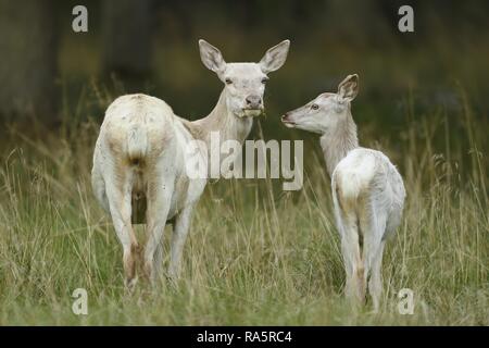 Red deer (Cervus elaphus), deer cow with young animal in white coat, Jägersborg, Denmark Stock Photo