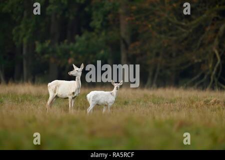 Red deer (Cervus elaphus), deer cow with young animal in white coat, Jägersborg, Denmark Stock Photo