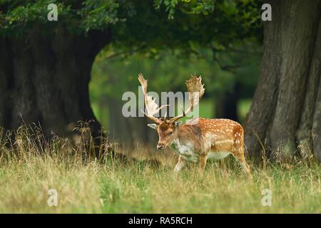 Fallow deer (Dama dama), in meadow near forest edge, Jaegersborg Deer Park, Denmark Stock Photo