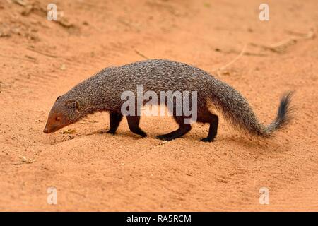 Indian gray mongoose (Herpestes edwardsii), Adult, Yala National Park, Sri Lanka Stock Photo