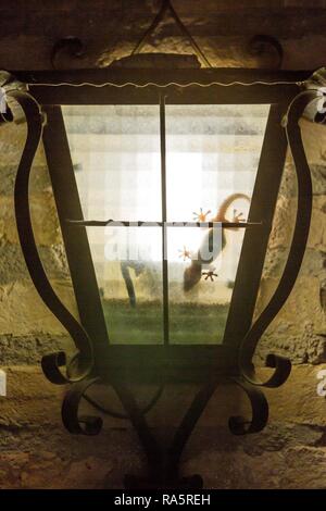 Mediterranean house gecko (Hemidactylus turcicus), hunting at night inside a wall lantern, environs of the Ebro Delta Nature Stock Photo