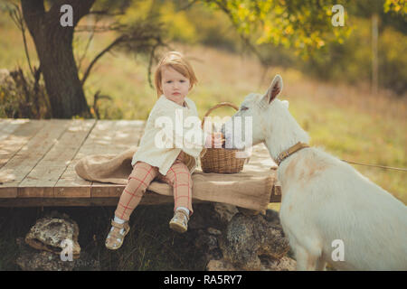apples feeding animal goat lamb 