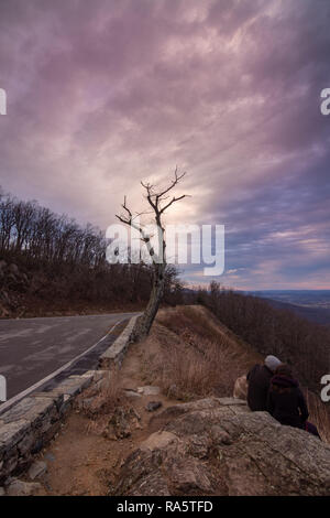 Tree during the new year sunrise at the Tunnel overlook  in Shenandoah National Park