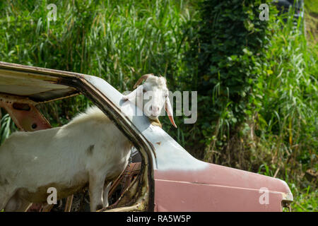 Tobago, Caribbean, West Indies. White, male goat or Billy Goat on a chain stood in an old abandoned, rusty car with no doors or windows. Comical image Stock Photo
