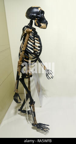 Australopithecus skeleton, Lucy, Australopithecus afarensis Stock Photo