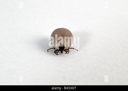 Ixodes ricinus filled with blood. Castor bean tick. Close up isolated on white background. Stock Photo