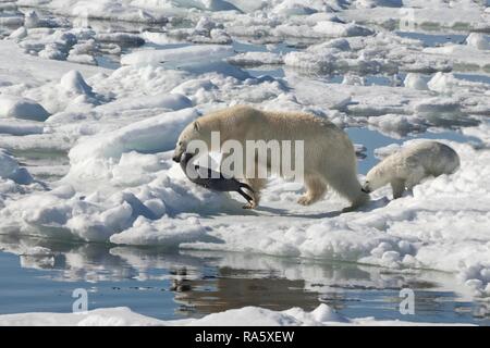 Female Polar bear (Ursus maritimus) dragging a Ringed seal (Pusa hispida or phoca hispida) and accompanied by one cub Stock Photo