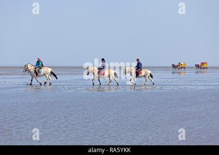 Horseriding in the mudflats, two horse-drawn carriages at the rear, Duhnen, Cuxhaven, Lower Saxony, Germany Stock Photo