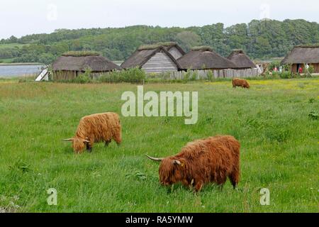 Scottish Highland Cattle grazing on a pasture in front of Viking houses in Hedeby Viking Museum, Haddeby, Schleswig-Holstein Stock Photo