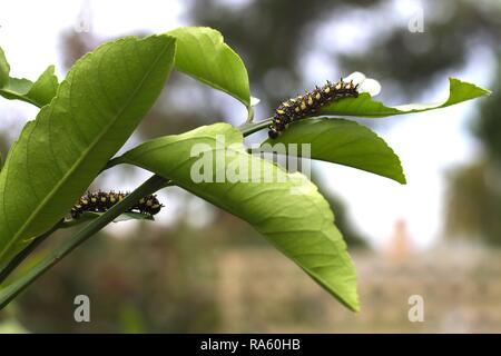 Two Caterpillars of Dainty Swallowtail Butterfly on citrus tree. Stock Photo