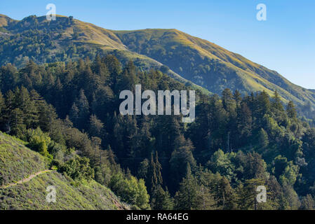 Giant sequoia (Sequoiadendron giganteum) trees and rolling green hills at Big Sur on the California coast, USA. Stock Photo