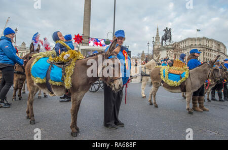 Westminster, London, UK. 1 January 2019. The annual London New Years Day Parade takes place on a route from Piccadilly to Parliament Square, watched by thousands. This years theme is London Welcomes The World. Image: Donkey Breed Society UK. Credit: Malcolm Park/Alamy Live News. Stock Photo