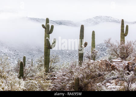 Winter snow on Saguaro cactus in the desert north of Phoenix, Arizona, USA Stock Photo