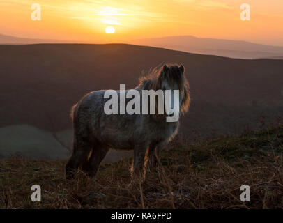 Long Mynd, Church Stretton, Shropshire, UK. 2nd Jan, 2019. Wild pony at sunrise on the Long Mynd. Credit: John Hayward/Alamy Live News Stock Photo