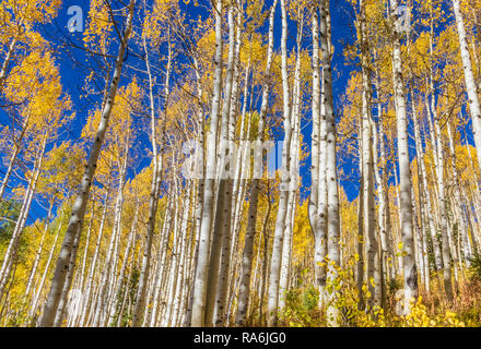 Scenic drive with autumn color along Ohio Pass Road in Colorado. Stock Photo