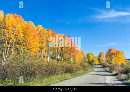 Aspen trees and autumn color along the Ohio Pass Road, Colorado 730, in Colorado. Stock Photo