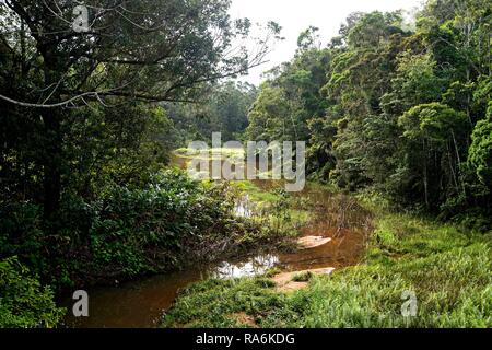 African primary rain forest river hi-res stock photography and images -  Alamy