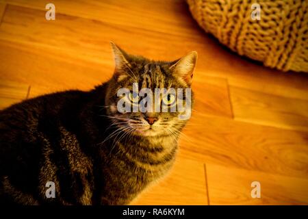 Tabitha, the tabby cat. Stock Photo