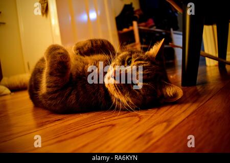 Tabitha, the tabby cat. Stock Photo