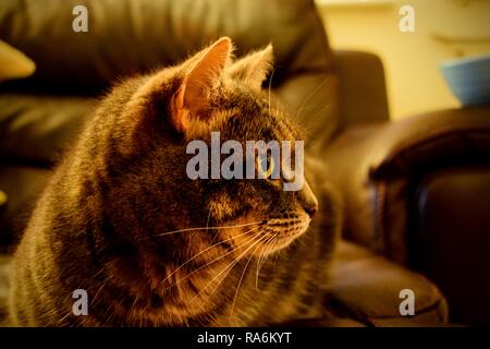 Tabitha, the tabby cat. Stock Photo