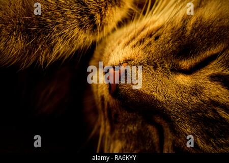 Tabitha, the tabby cat. Stock Photo