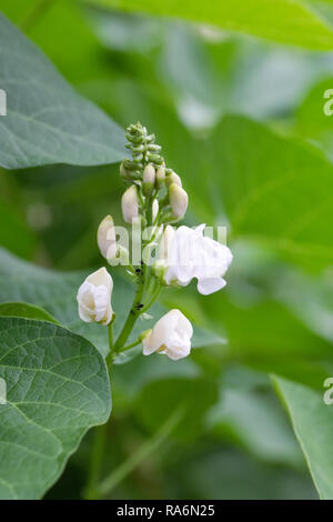 Phaseolus coccineus. Runner bean 'White Lady' flowers. Stock Photo