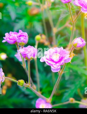 Pink Geraniums flowers in nature. Geranium pratense, the meadow cranes bill or meadow geranium flower. Stock Photo