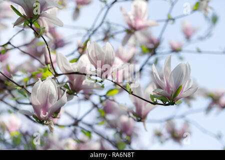Pink magnolia flowers on spring twigs. Springtime nature background Stock Photo