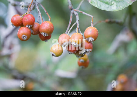 Sorbus thibetica 'John Mitchell'. Tibetan Whitebeam berries in Autumn. Stock Photo