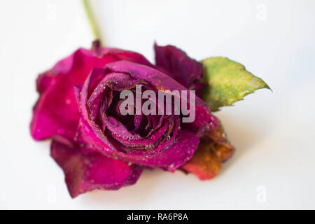 Rose Stock Photo