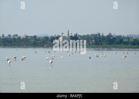 Landscape with pink flamingos feeding in the Salt Lake in Larnaca before Hala Sultan Tekke Mosque on the coastline at far Stock Photo