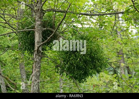 Mistletoe (Viscum sp.), Plitvice Lakes National Park, Croatia Stock Photo