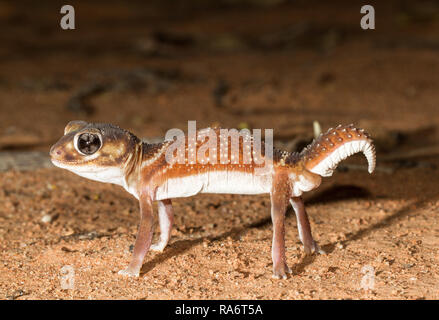 Smooth Knob-tailed Gecko Stock Photo