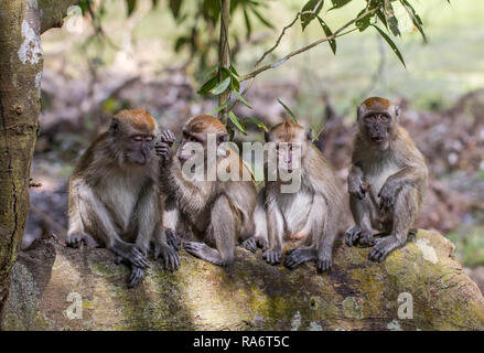 Long-tailed Macaque Stock Photo
