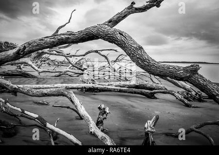 Forest of tree trunks bleached white in the sun after falling over due to hurricane beach erosion on the eastern coast of Florida Stock Photo