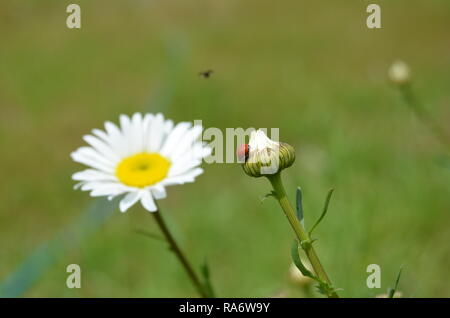 Red lady bug with white and yellow daisies Stock Photo