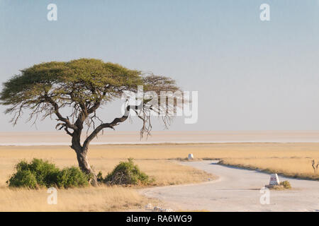 lone camel thorn tree (Vachellia erioloba) savannah landscape on a gravel road leading to Sueda waterhole and facing the Etosha pan in Namibia, Africa Stock Photo