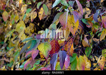 Canadian Autumn Leaves Stock Photo