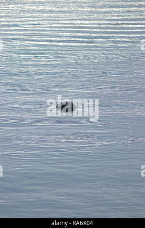 water in winter with a small head of a seal Stock Photo