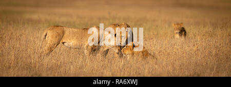 Three lions nuzzle one another in grass Stock Photo