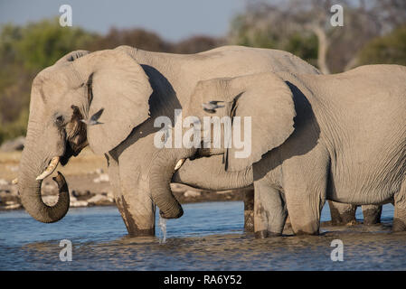 Elephants at a waterhole Stock Photo