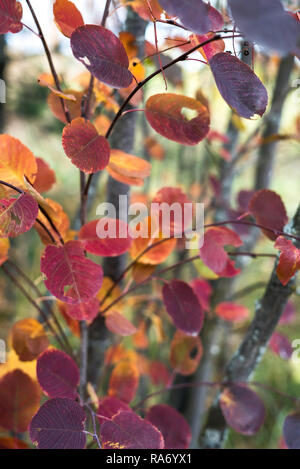 Autumnal colorful tree branch detail with many dry leaves in different natural changing warm autumn colors a fresh fall season day outdoors Stock Photo