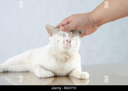 Hand playing with cat White kitten Portrait of Pure White Cat with eyes on Isolated Background, front view Stock Photo