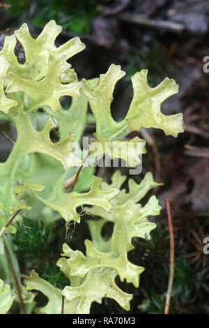 Iceland moss, Cetraria islandica, earlier widely used in breads and porridges. Stock Photo