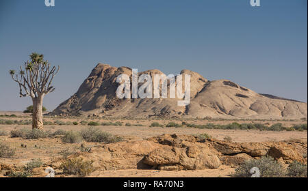 Quiver tree in the namibien desert Stock Photo