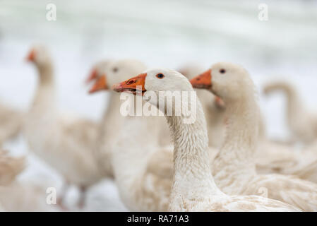 many white geese on a white meadow in winter at snow Stock Photo