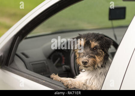 Small dog is sitting in a car and looking out of the car window - jack russell terrier 2 years old Stock Photo